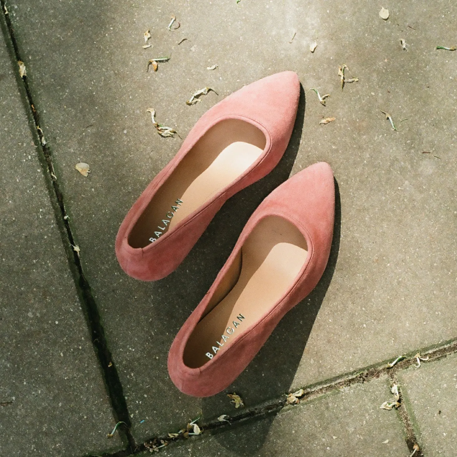 Sica Czółenka, Koralowy Zamsz